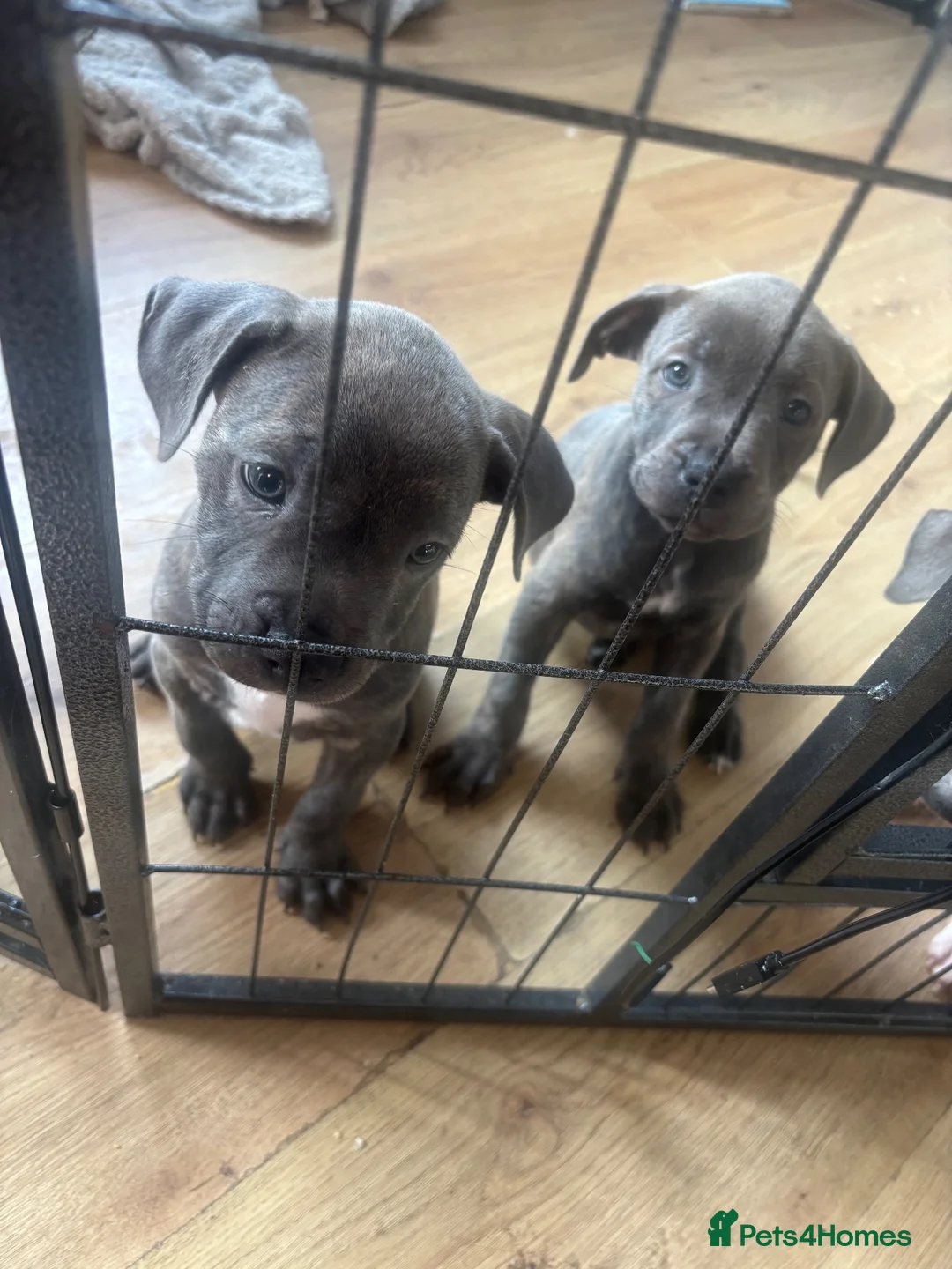Staffordshire Bull Terrier dogs for sale: Staffordshire bull terriers  - Advert 2