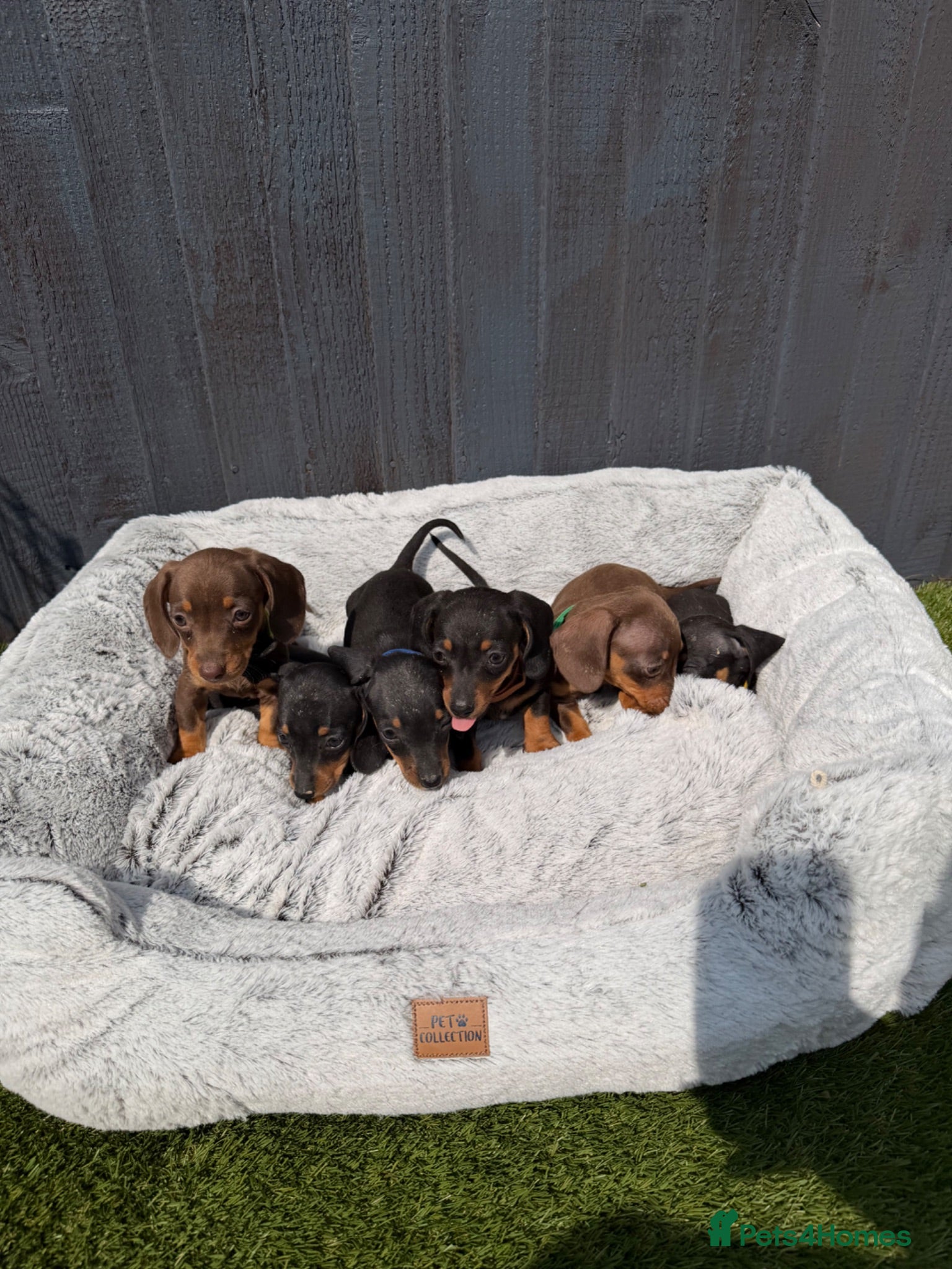 Dachshund dogs Dachshund  - Advert 1