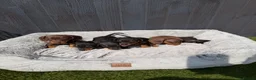 Dachshund dogs for sale: Dachshund  - Advert 1