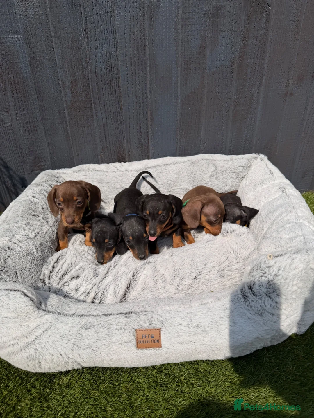 Dachshund dogs for sale: Dachshund  - Advert 1