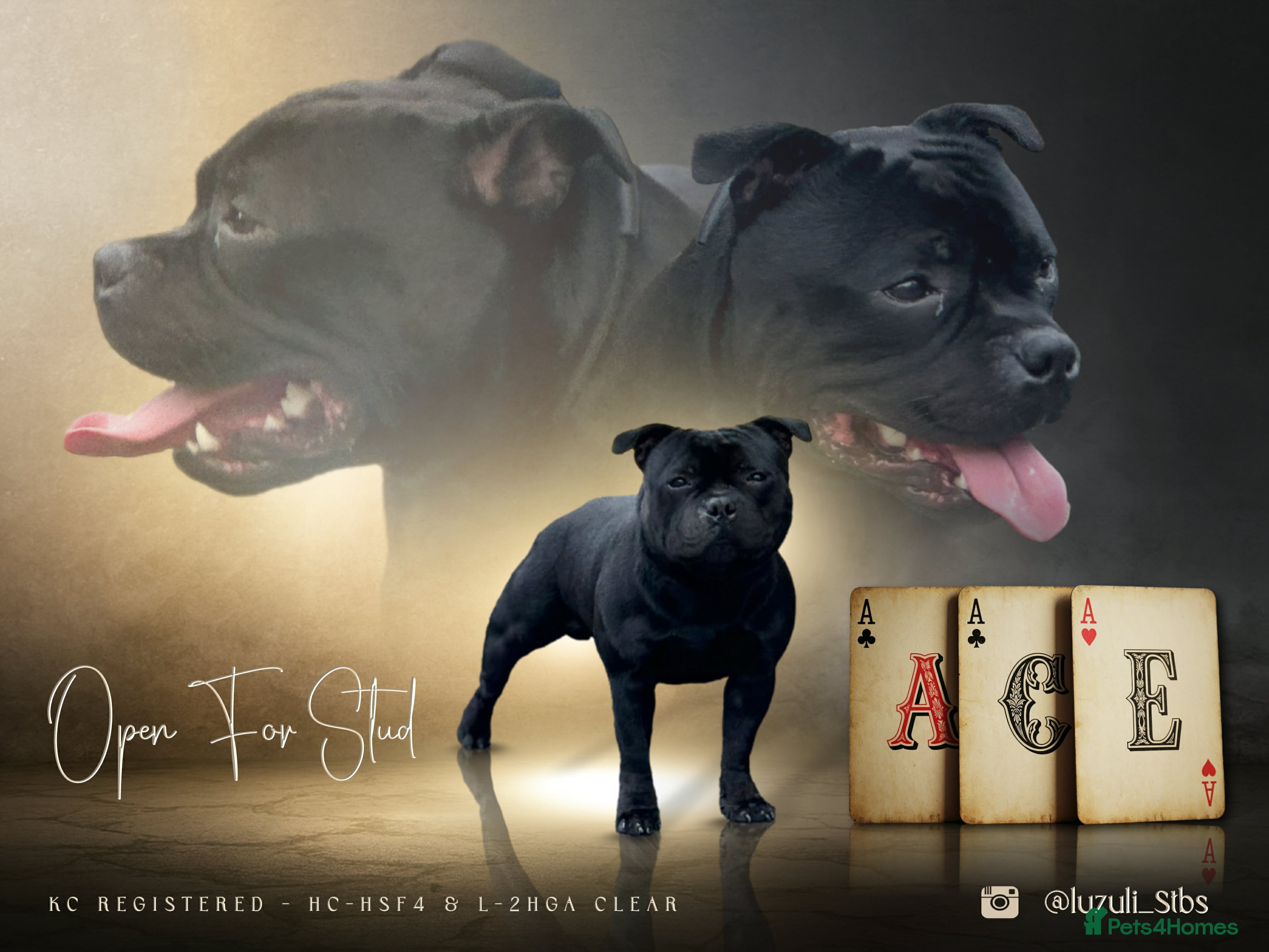 Staffordshire Bull Terrier dogs One and only ACE stud!  - Advert 1