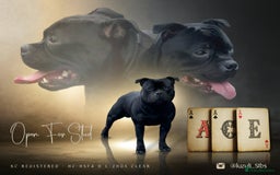 Staffordshire Bull Terrier dogs for stud: One and only ACE stud!  - Advert 1