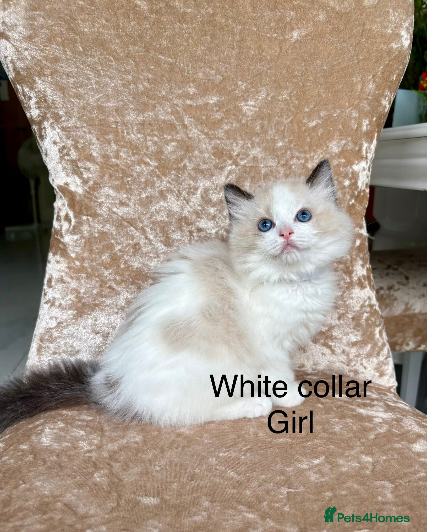 Ragdoll cats Beautiful ragdoll kittens - Advert 9