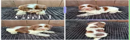Cockapoo dogs for sale: cockapoos F1 puppy’s 6 available - Advert 6