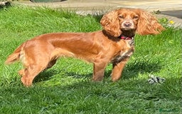 Cocker Spaniel dogs for sale: Cocker Spaniel Pups - Image 10