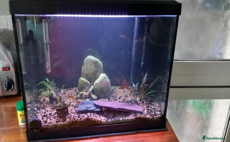 Tetras fish - Advert 1
