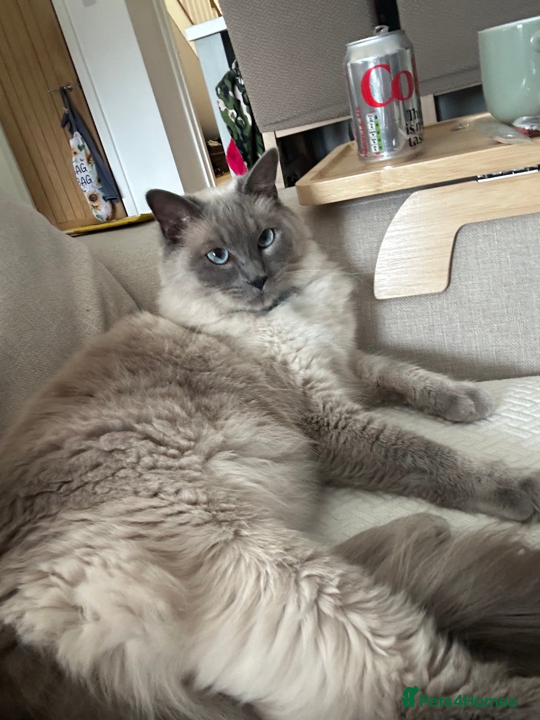Ragdoll cats for sale: 2 year old ragdoll cat male - Image 2