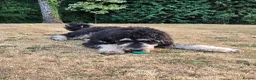 Bernedoodle dogs for sale: Bernedoodle  in Dorchester - Advert 2