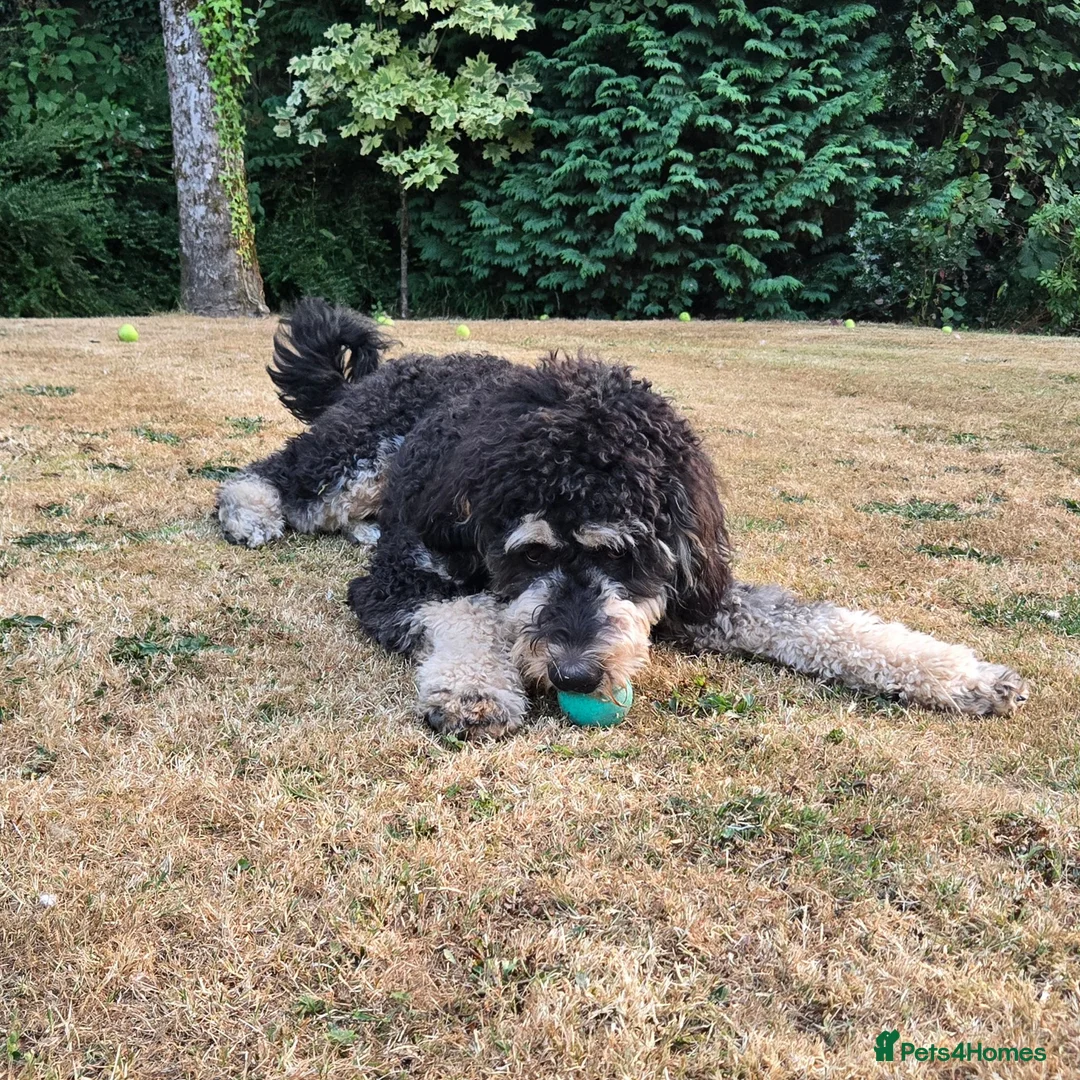 Bernedoodle dogs for sale: Bernedoodle  in Dorchester - Advert 2