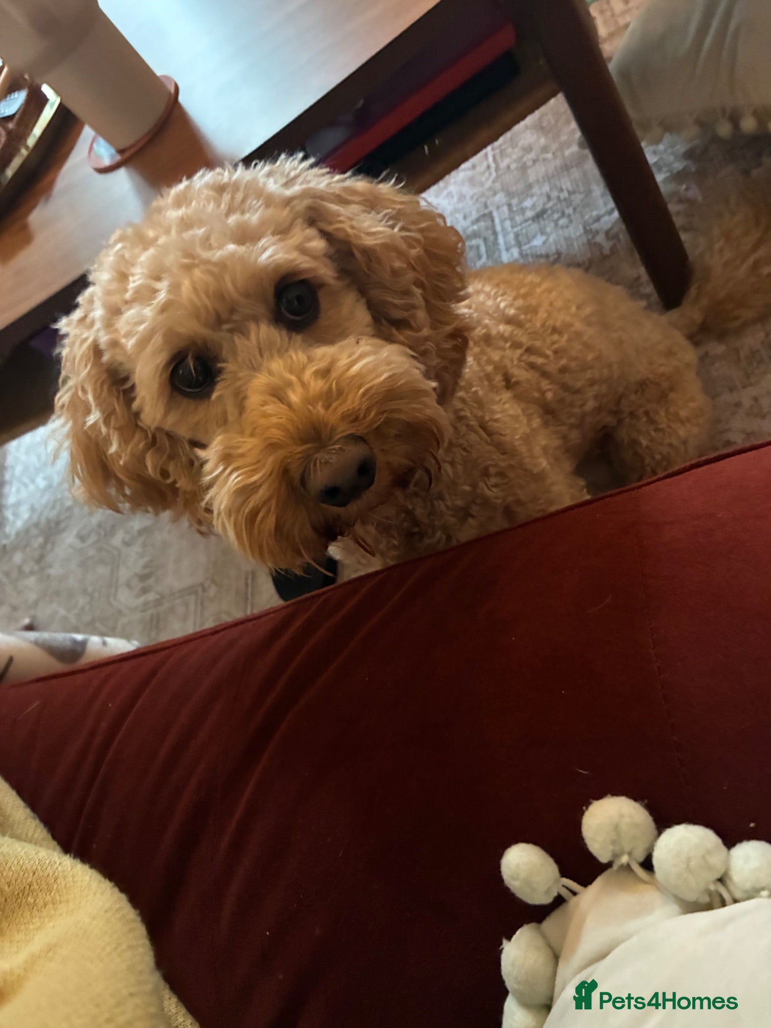 Cockapoo dogs Rosie 🩷 🐾  - Advert 1