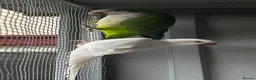 Parrots birds for sale: PROVEN breeding pair of quakers in Faversham - Advert 9