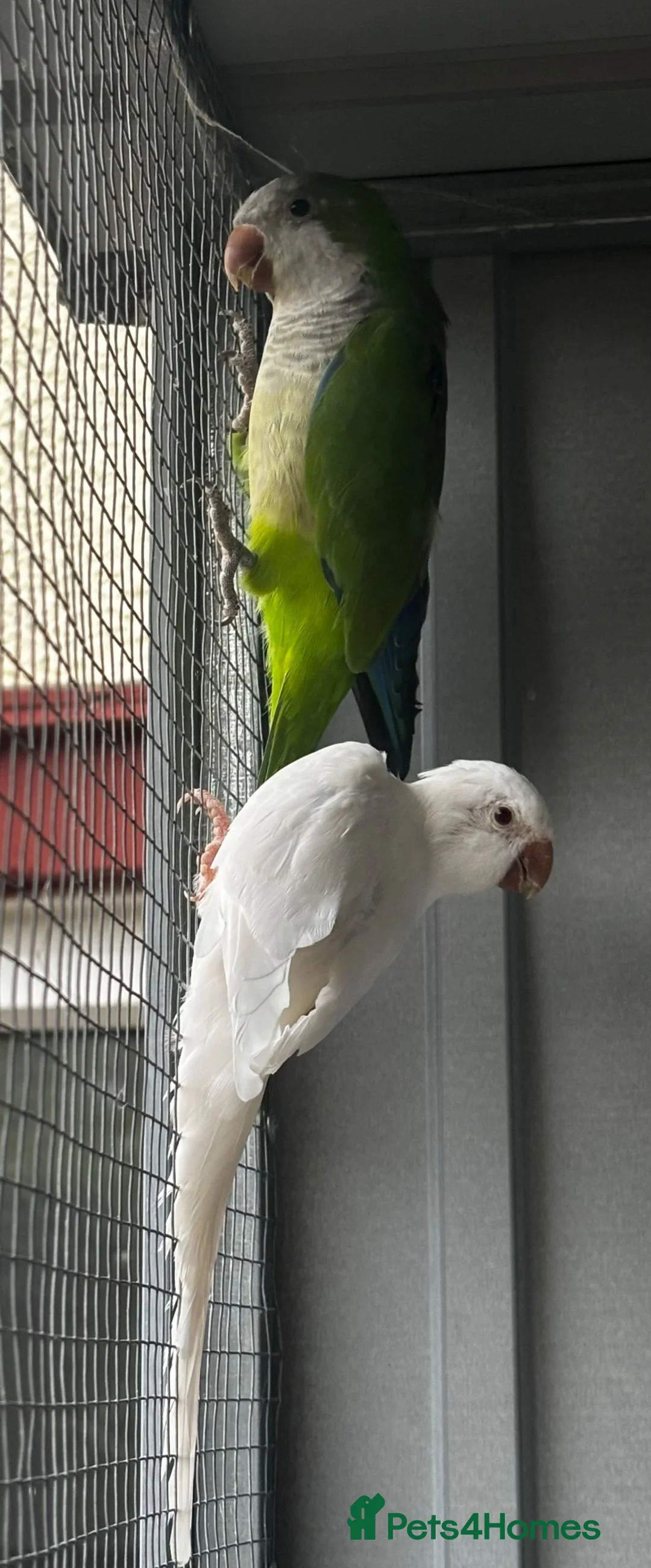 Parrots birds for sale: PROVEN breeding pair of quakers in Faversham - Advert 9