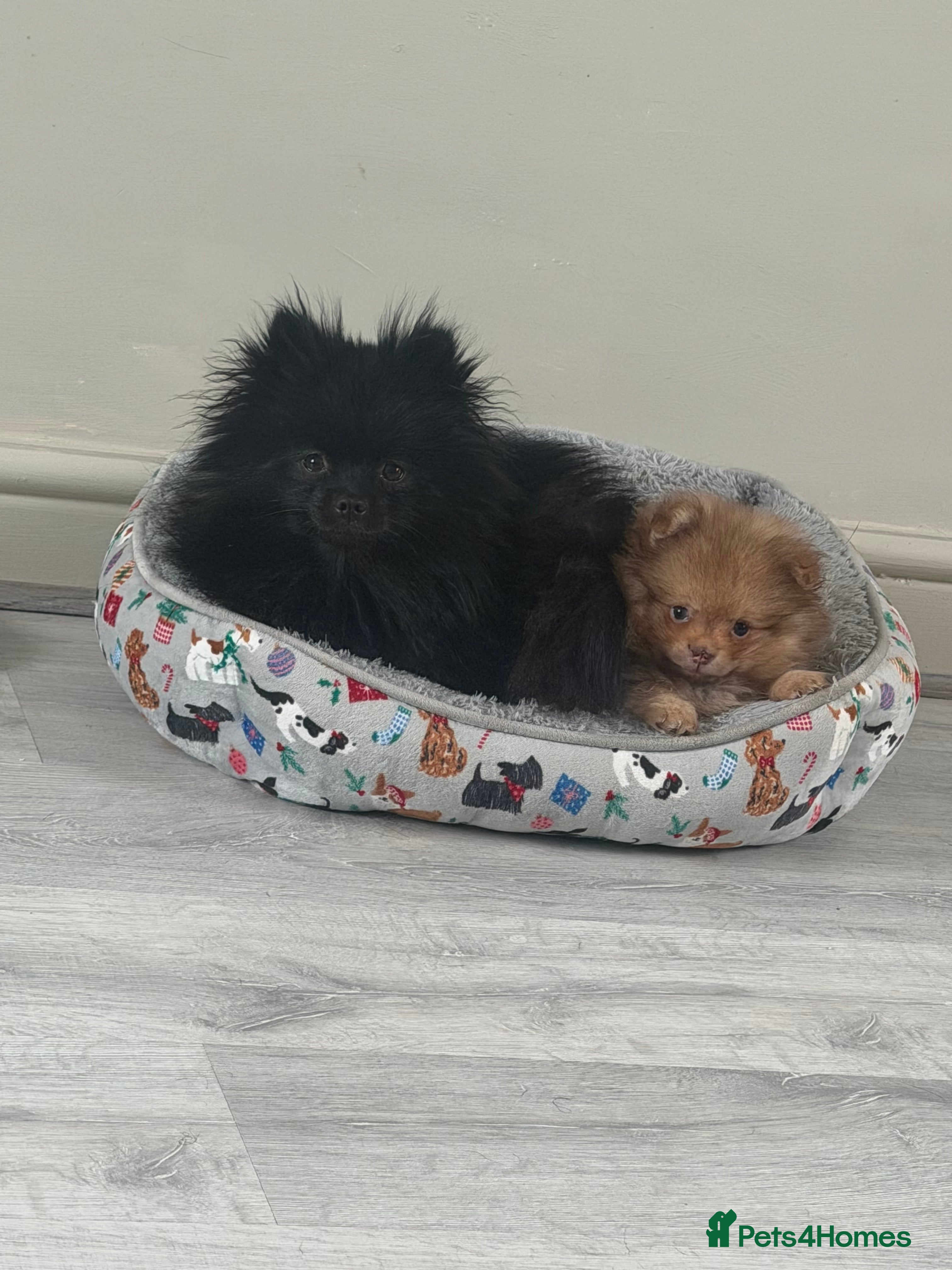 Pomeranian dogs Pom Girl now available again!  - Advert 3