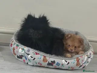 Pomeranian dogs Pom Girl now available again! - Advert 3