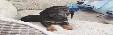 Dachshund Puppy 4