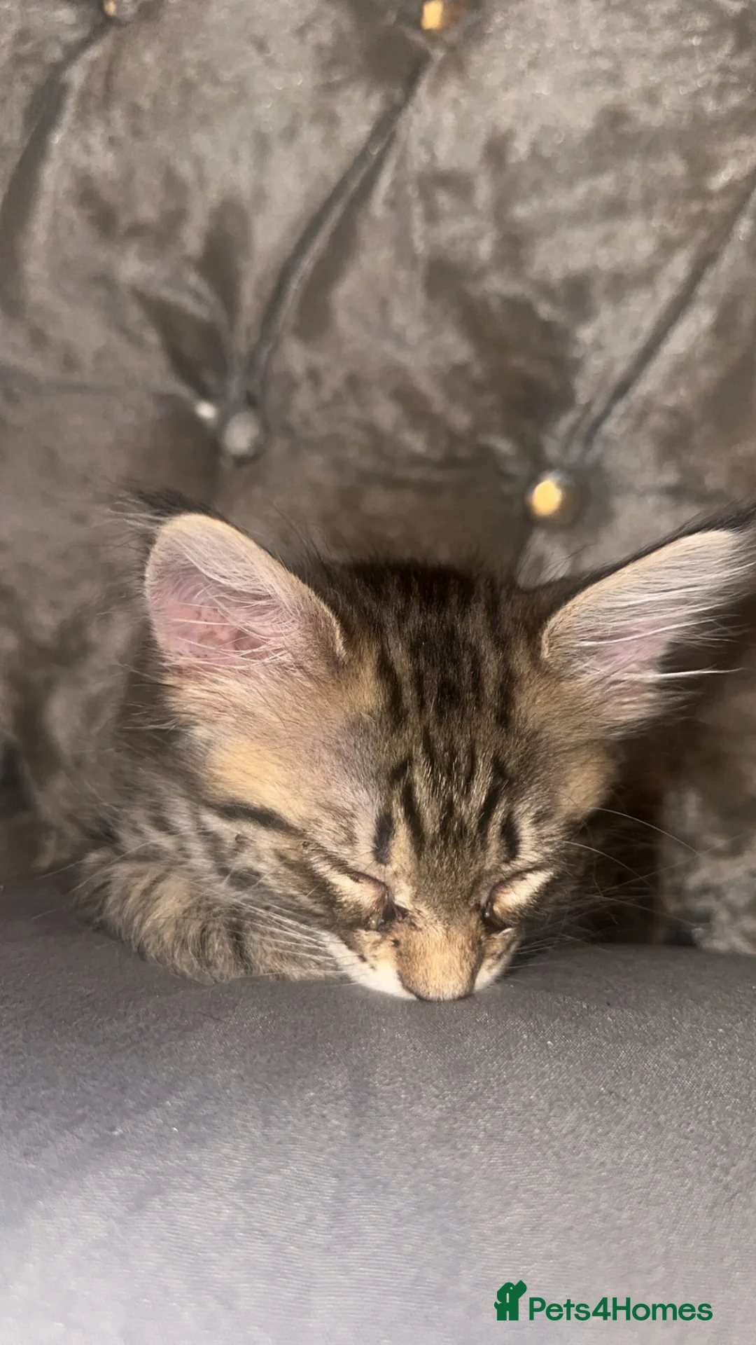 Mixed Breed cats for sale: Kittens half bengal - Advert 2