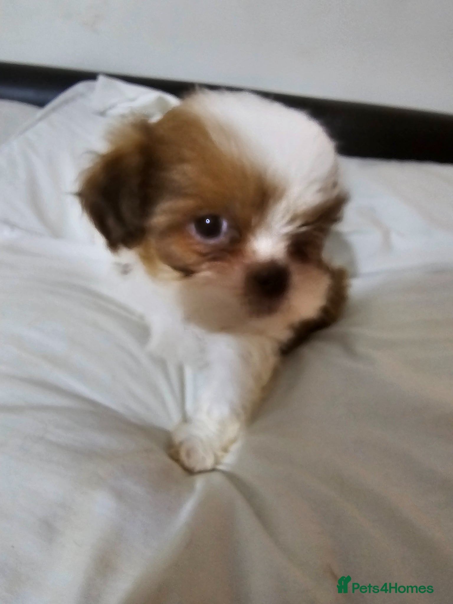 Shih Tzu dogs for sale: Choc Liver Shih Tzu puppies - Advert 4