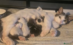European cats for sale: M9 4ED in Manchester - Image 11