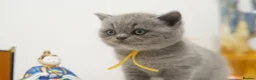 British Shorthair cats for sale: ✨ CIAOKITTY — BLUE BRITISH SHORTHAIR KITTENS ✨ in Widnes - Advert 24