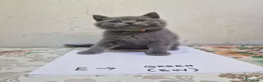 British Shorthair Kitten green 