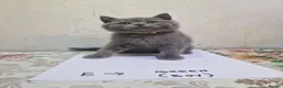 British Shorthair cats for sale: Premium Pedigree British Shorthair Kittens - Advert 3