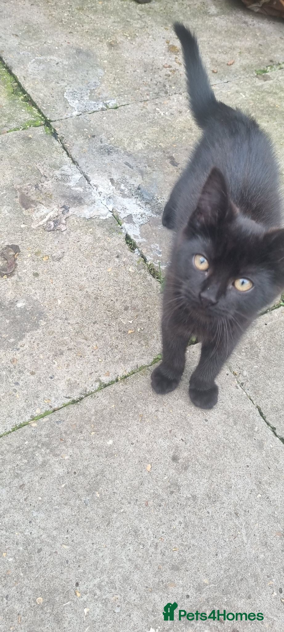 Mixed Breed cats Mocco needs a forever home  - Advert 3