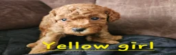 Cockapoo dogs for sale: 🐶 Lovable Teddy Bear red Toy Cockapoo Puppies 🐶  - Advert 7