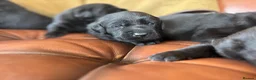 Labrador Retriever dogs for sale: Chunky show Labrador Puppies  - Advert 9