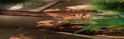 Python Snake reptiles for sale: Pastel Royal python - Advert 2