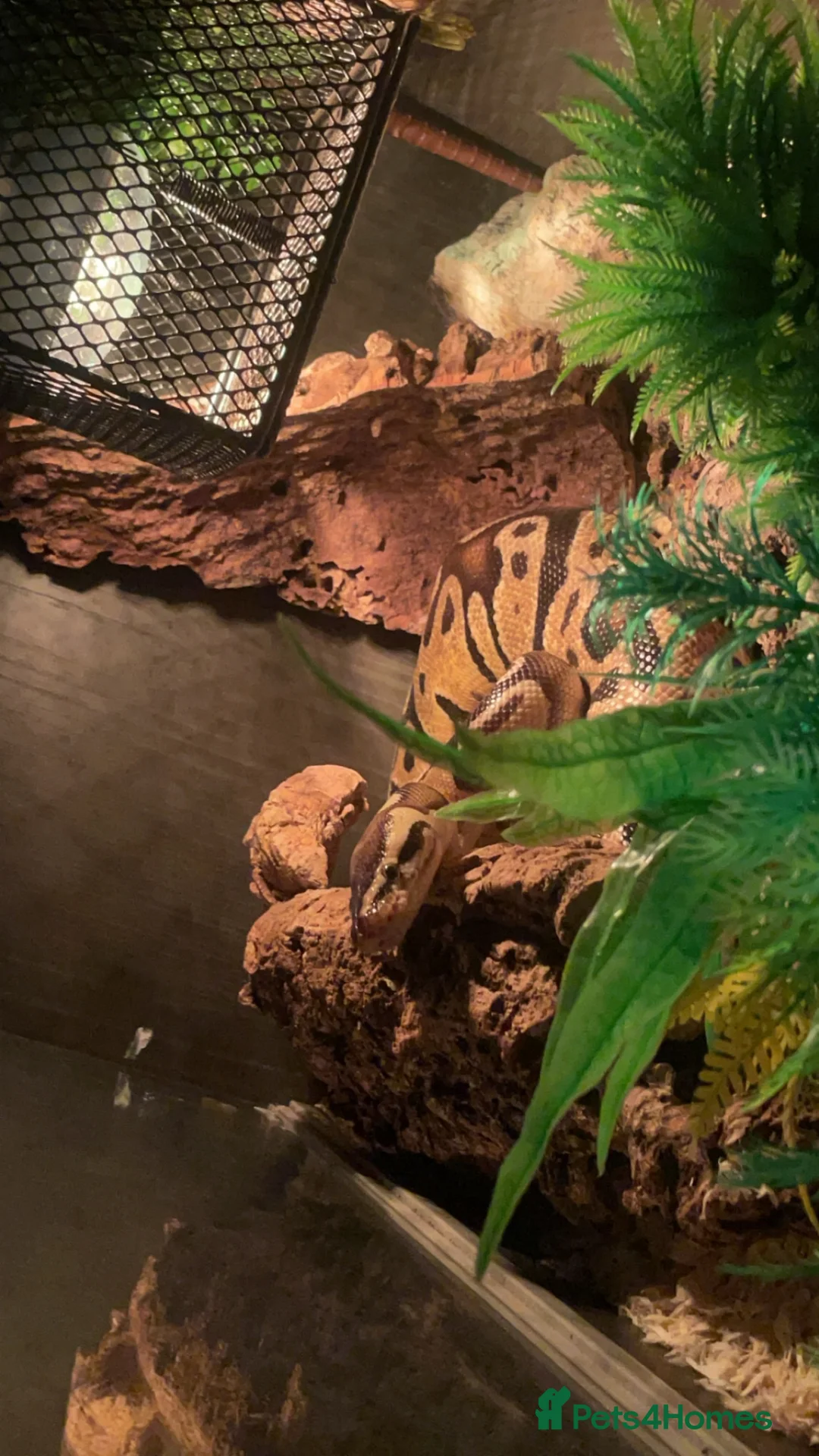 Python Snake reptiles for sale: Pastel Royal python - Advert 2