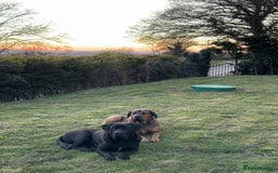 Cane Corso dogs for sale: Beautiful Cane Corso Puppies - Image 37