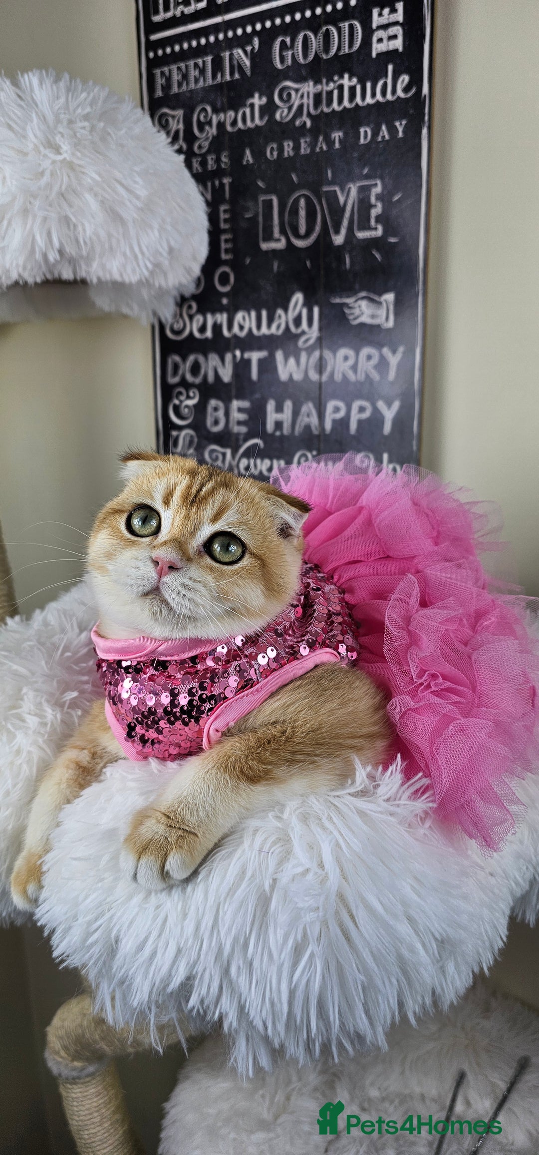 British Shorthair cats for sale: TICA REGISTERED Golden Chinchilla Girl - Image 16