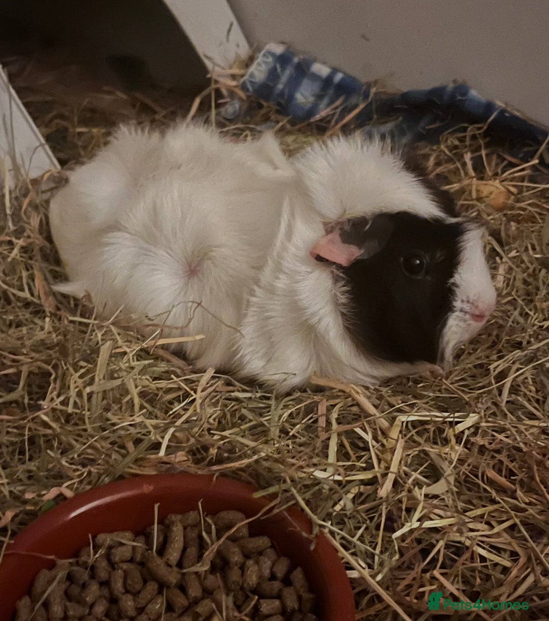 Guinea Pig rodents for sale: Female Guinea Pigs Bonded Need Rehoming - Advert 8