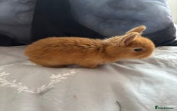 Mini Lion Lop rabbits for sale: Mini lion lop bunnies  - Image 7