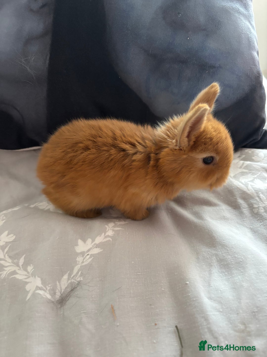 Mini Lion Lop rabbits for sale: Mini lion lop bunnies  - Image 7