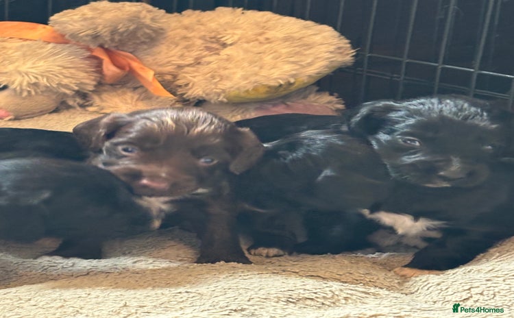 Cocker Spaniel dogs - Advert 13