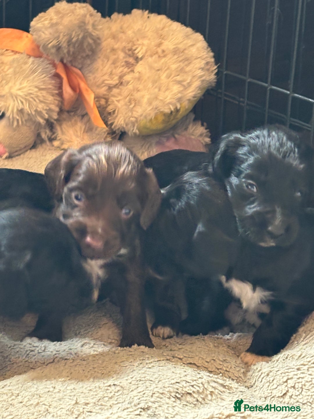 Cocker Spaniel dogs for sale: Working type cocker spaniel puppies  - Image 1