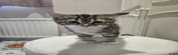 Domestic Shorthair cats for sale: Cute playful kittens . Hayling Island  - Advert 7