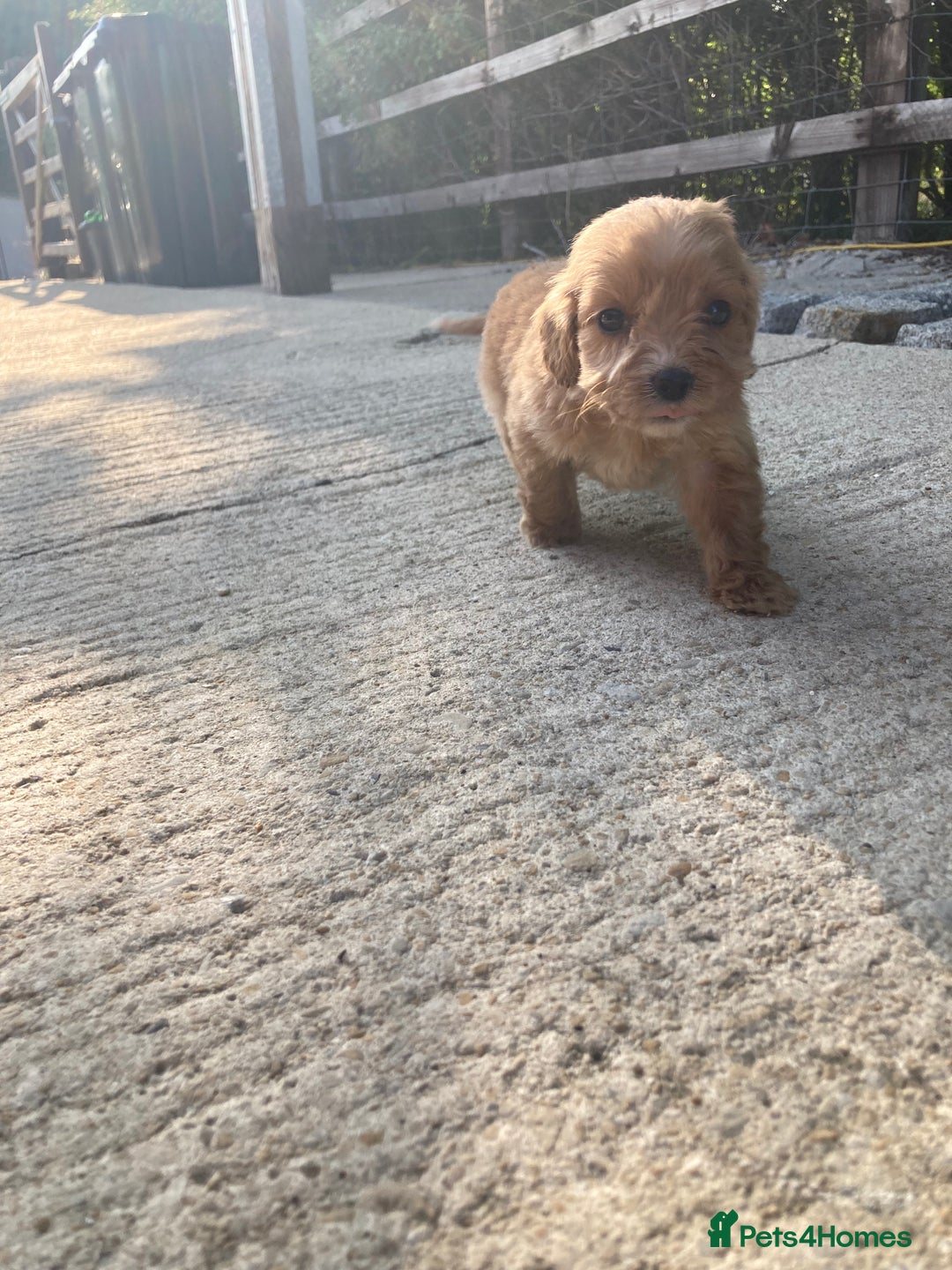 Cockapoo dogs for sale: Cockapoos  - Image 16
