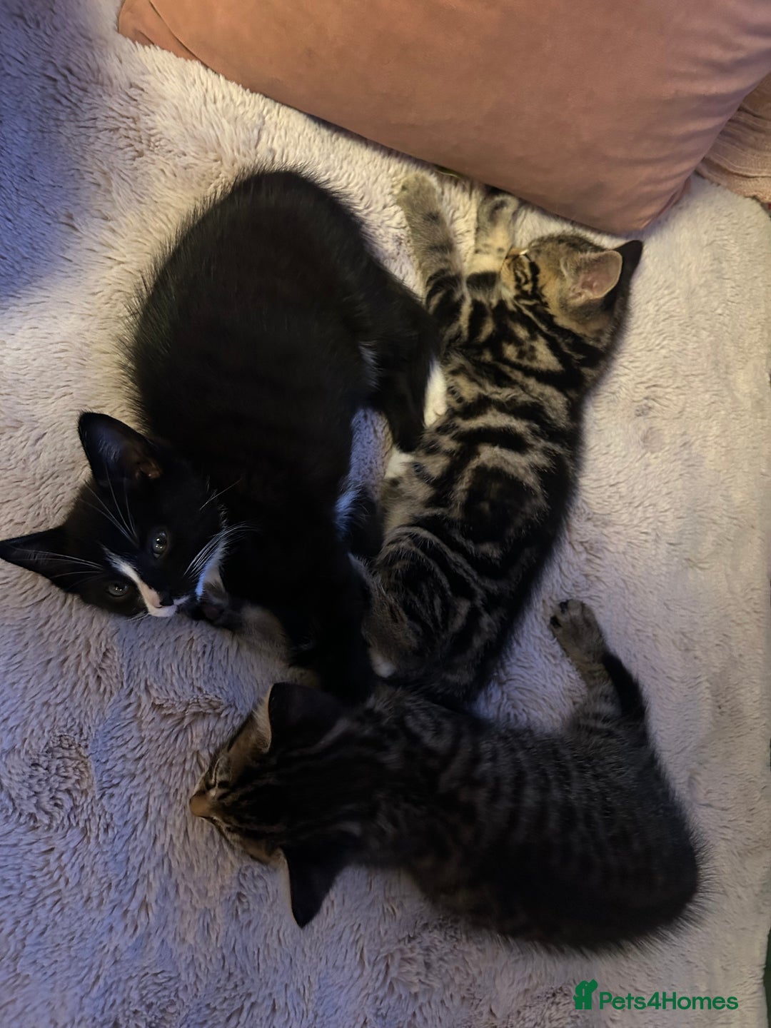 Mixed Breed cats for sale: Gorgeous, playful little kittens - Advert 15