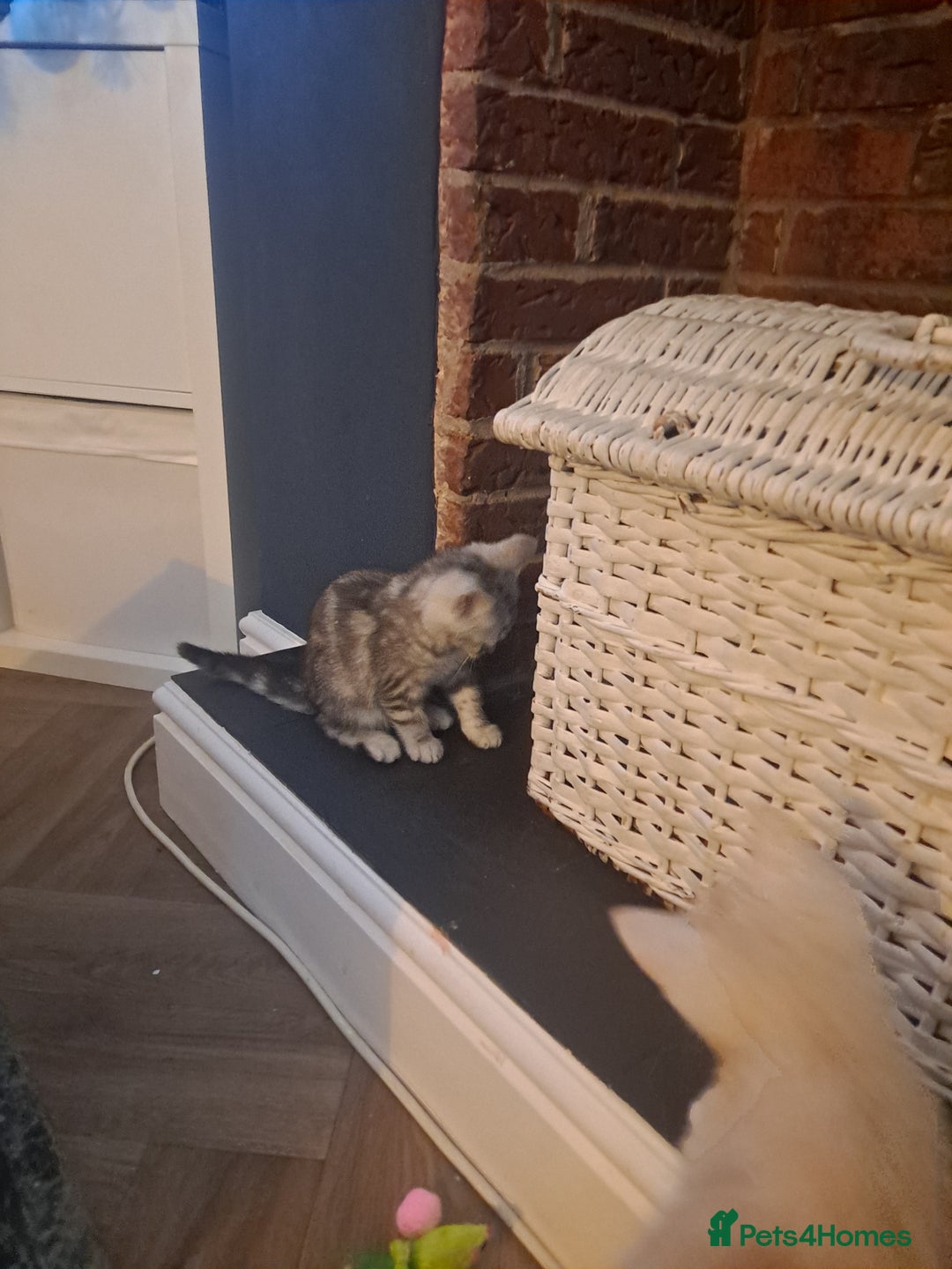 Bengal cats for sale: Beautiful bengal x persian kittens - Advert 12