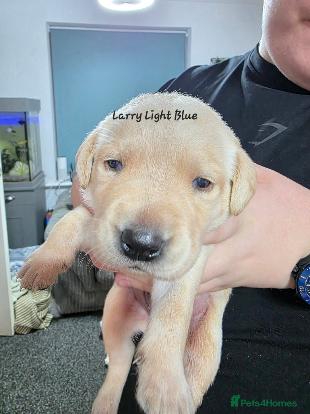 Labrador Retriever dogs for sale: Gorgeous Labrador puppies - Advert 24