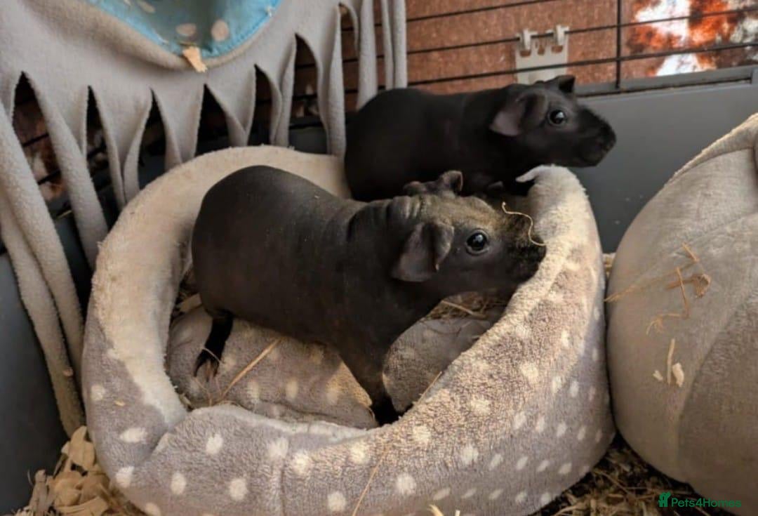 Guinea Pig rodents 2 female skinny pigs for sale - Advert 2