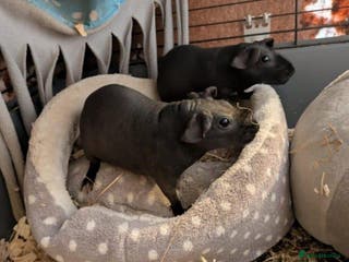 Guinea Pig rodents 2 female skinny pigs for sale - Advert 2