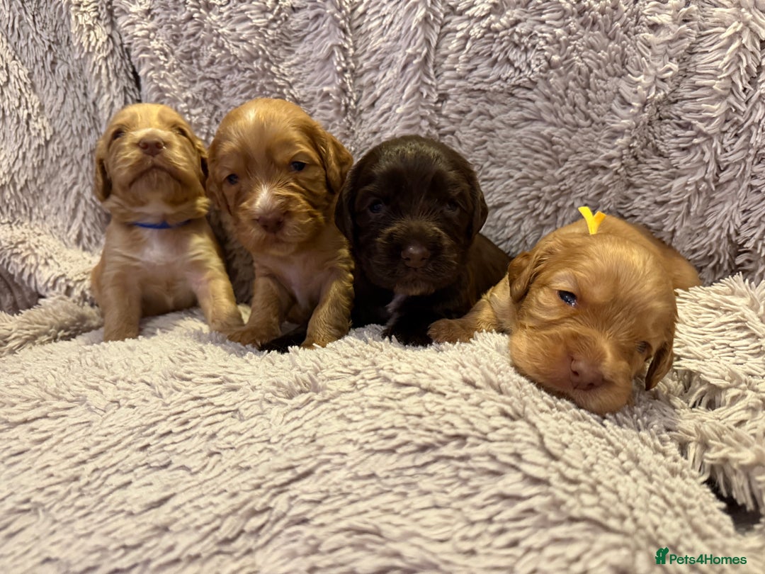 Cocker Spaniel dogs for sale: Cocker spaniel puppies  - Advert 1