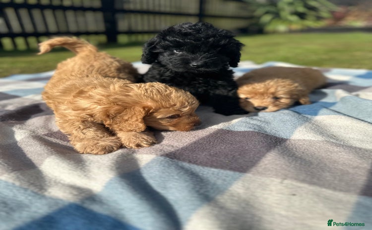 Cockapoo dogs - Advert 4