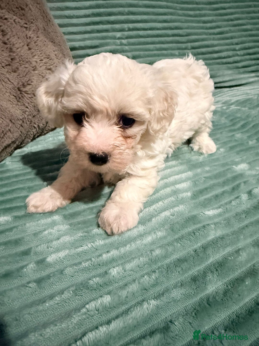 Bichon Frise dogs for sale: Pure BREED Bichon Frise - Advert 3