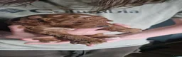 Mixed Breed dogs for sale: ADORABLE DOODLE PUPPIES – TAKING ENQUIRIES NOW!  - Advert 14
