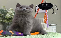 British Shorthair cats for sale: Stunning British Kittens - Image 5