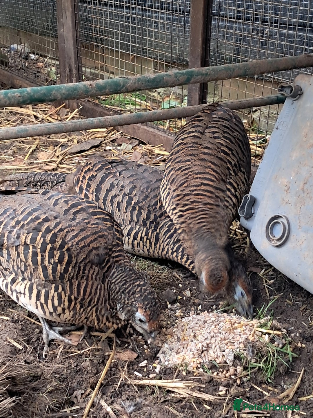 Pheasants poultry for sale: lady amherst pheasant  - Image 8